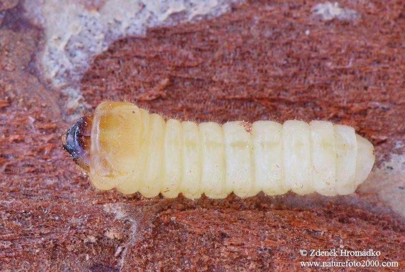 tesařík modřínový, Tetropium gabrieli, Cerambycidae, Asemini (Brouci, Coleoptera)